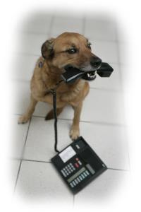 Contact Us - Dog with Phone